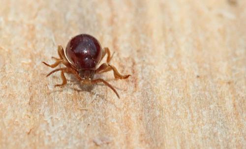 Gibbium psylloides